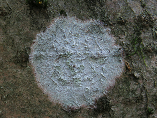 Whitewash Lichen