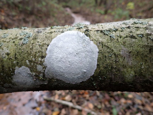 Whitewash Lichen