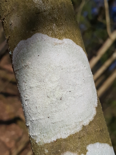 Whitewash Lichen