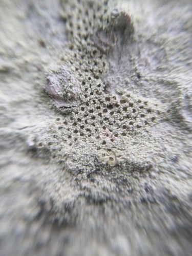 Whitewash Lichen
