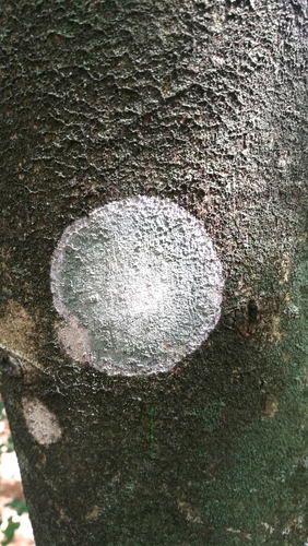 Whitewash Lichen