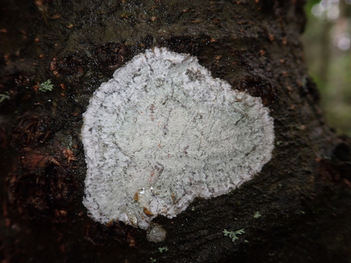 Whitewash Lichen