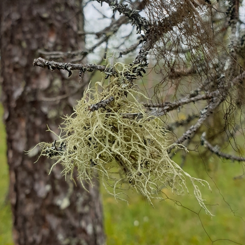 Boreal Oakmoss