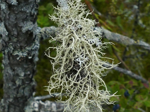 Boreal Oakmoss