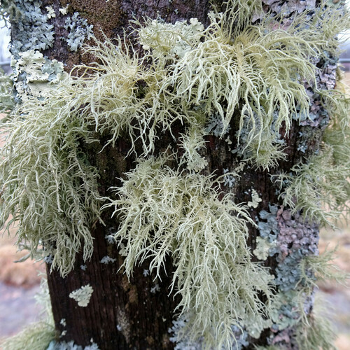 Bristly Beard Lichen