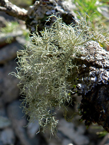 Bristly Beard Lichen