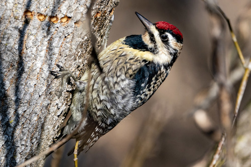 Yellow-bellied Sapsucker