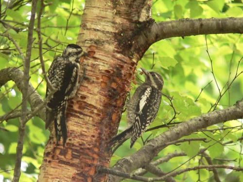 Yellow-bellied Sapsucker