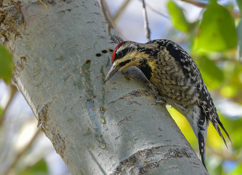 Yellow-bellied Sapsucker