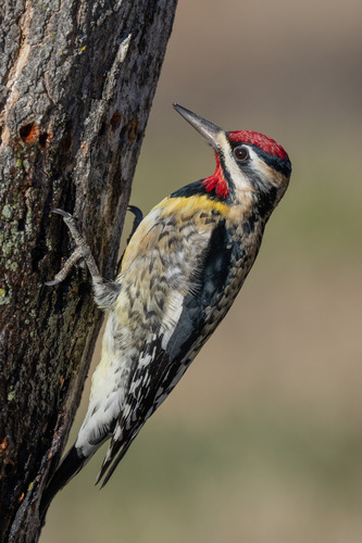 Yellow-bellied Sapsucker