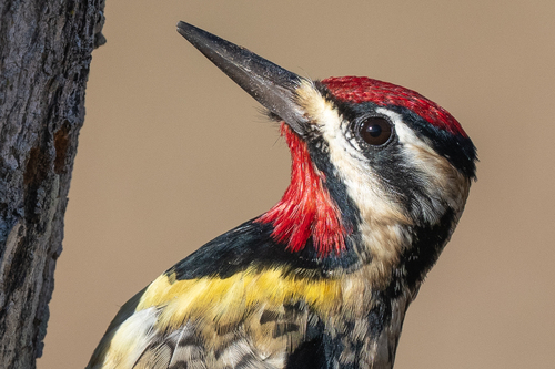 Yellow-bellied Sapsucker