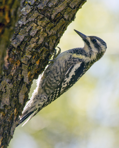 Yellow-bellied Sapsucker