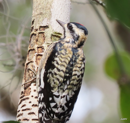 Yellow-bellied Sapsucker