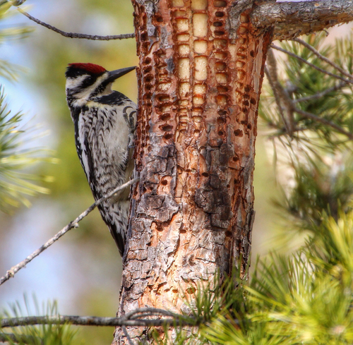 Yellow-bellied Sapsucker