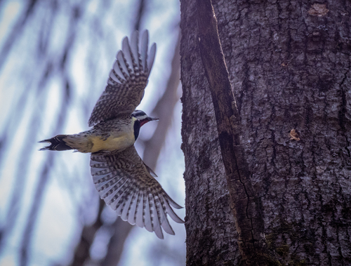 Yellow-bellied Sapsucker