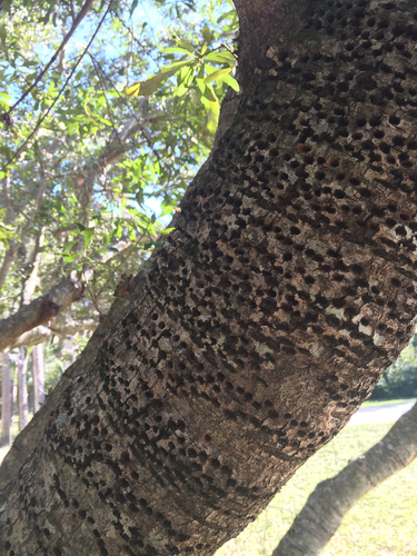 Yellow-bellied Sapsucker