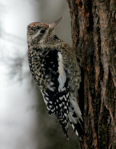 Yellow-bellied Sapsucker