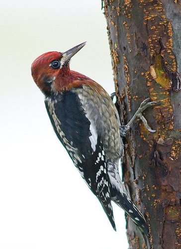 Red-breasted Sapsucker