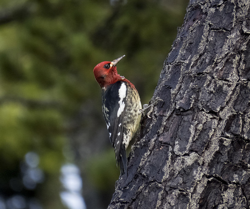 Red-breasted Sapsucker