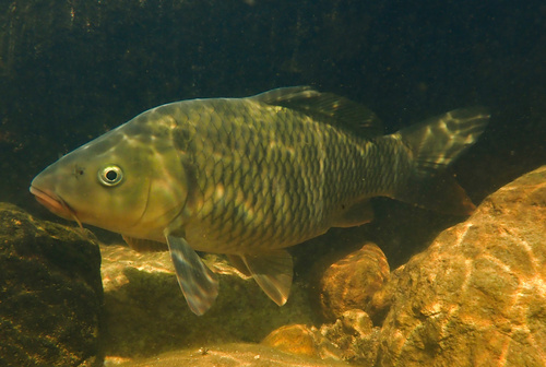 Amur Carp