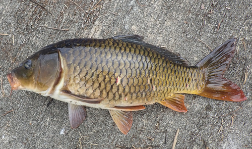 Amur Carp