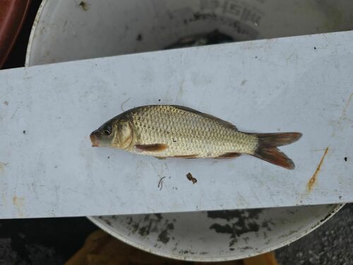 Amur Carp