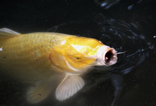 Amur Carp