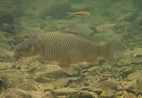Amur Carp