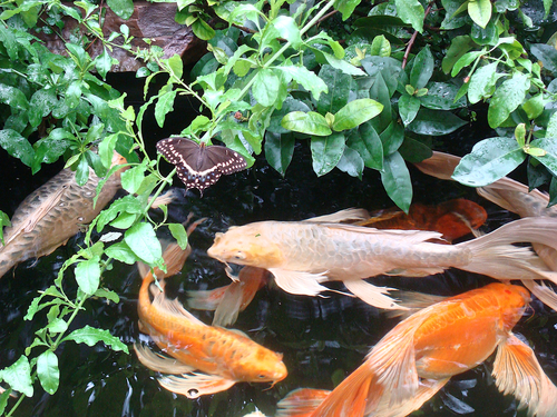 Amur Carp