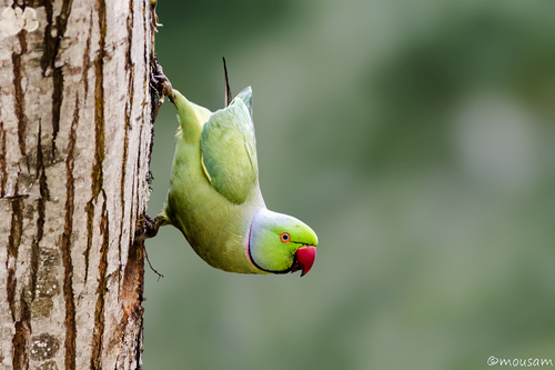 Rose-ringed Parakeet