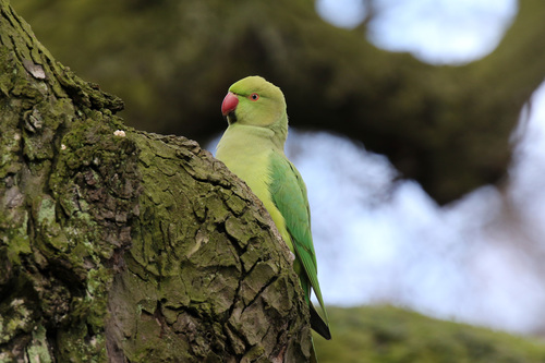 Rose-ringed Parakeet