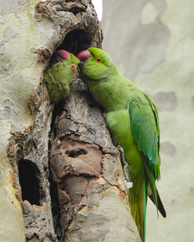 Rose-ringed Parakeet