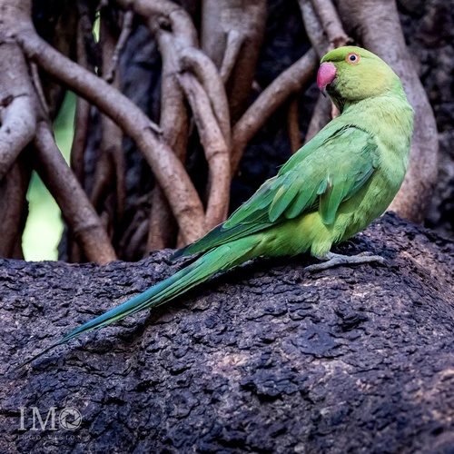 Rose-ringed Parakeet