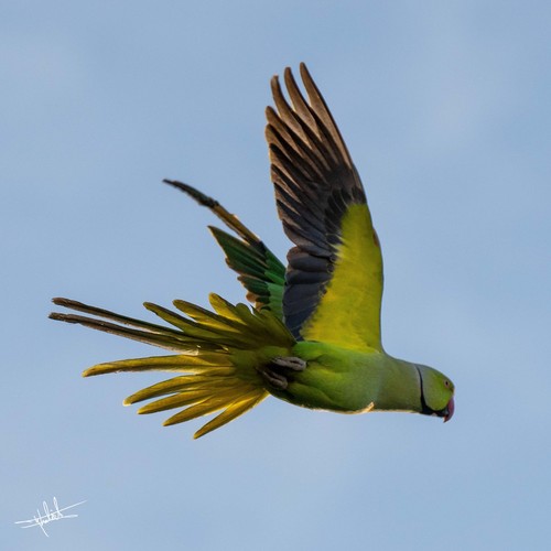 Rose-ringed Parakeet