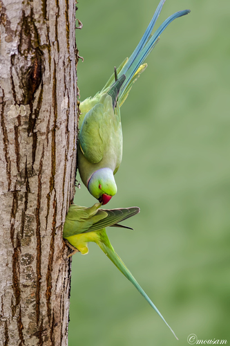 Rose-ringed Parakeet