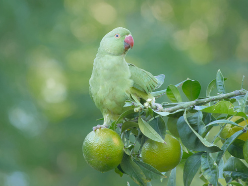 Rose-ringed Parakeet