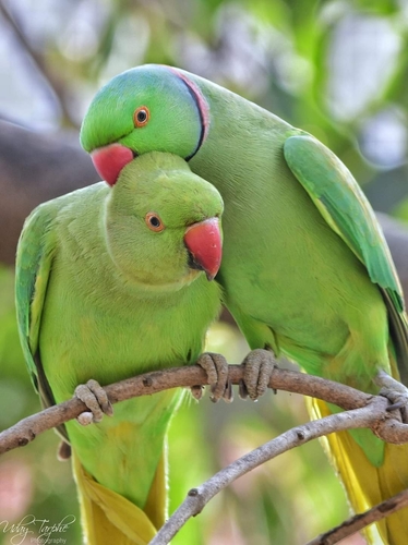 Rose-ringed Parakeet