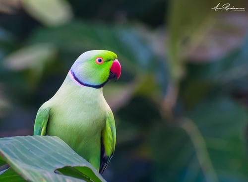 Rose-ringed Parakeet
