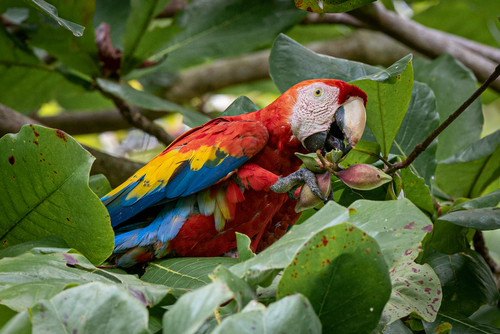 Scarlet Macaw