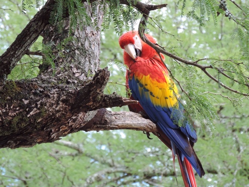 Scarlet Macaw