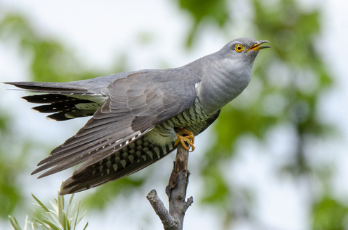 Common Cuckoo