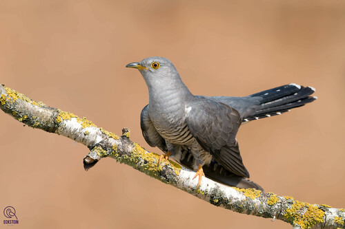 Common Cuckoo
