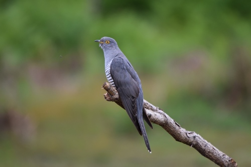 Common Cuckoo