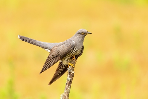 Common Cuckoo
