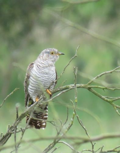 Common Cuckoo