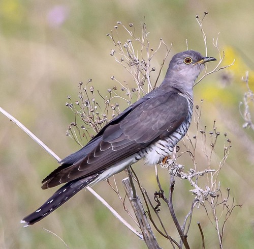 Common Cuckoo