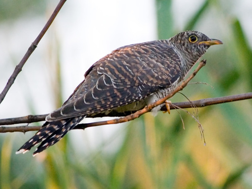 Common Cuckoo