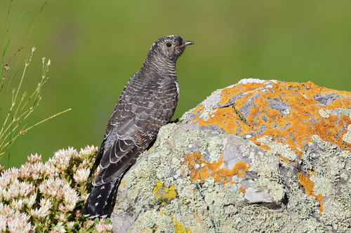 Common Cuckoo