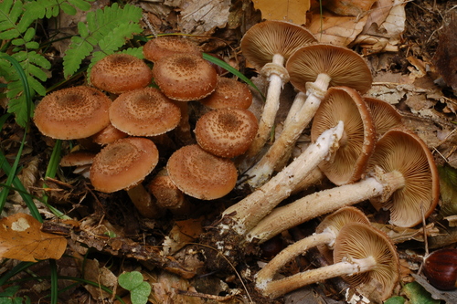 Honey Mushroom