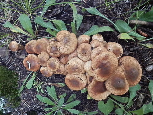 Honey Mushroom